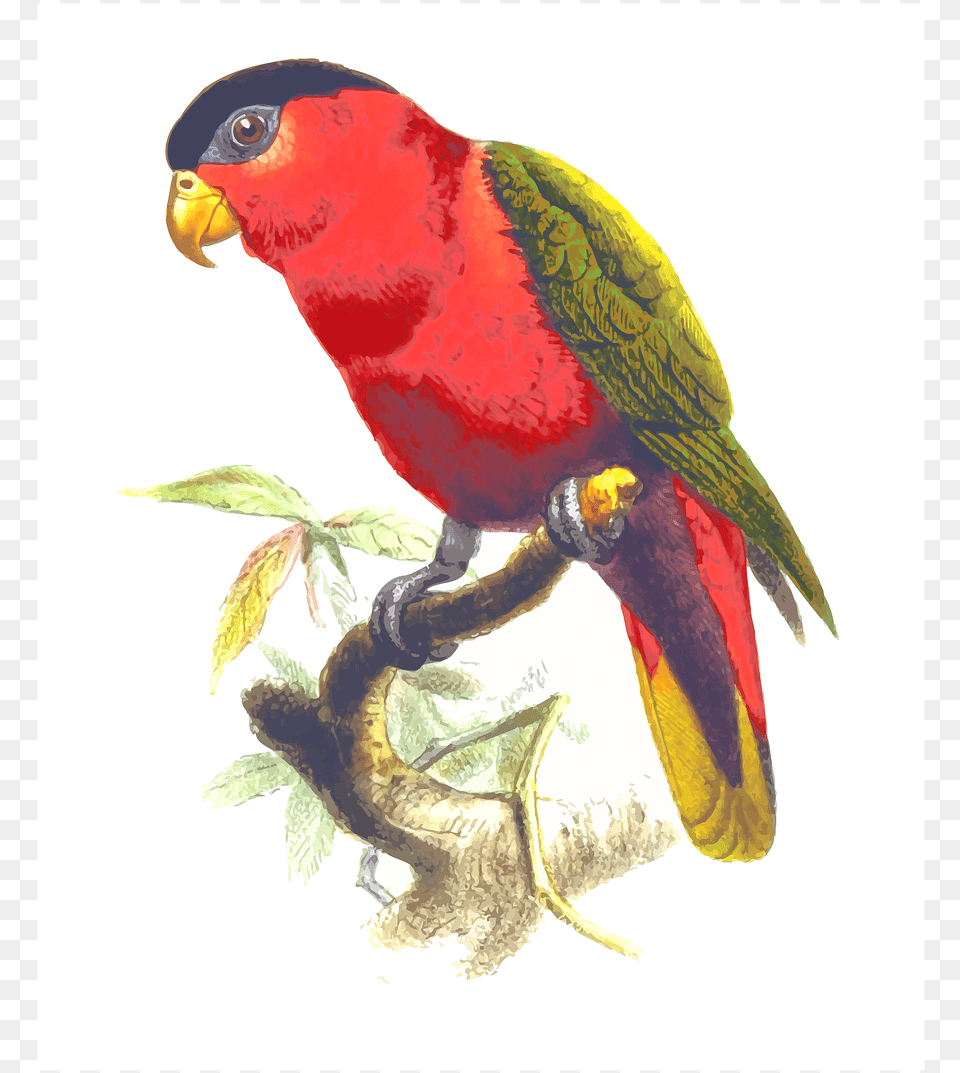Gambar Burung Nuri Animasi, Animal, Bird, Parrot Free Transparent Png
