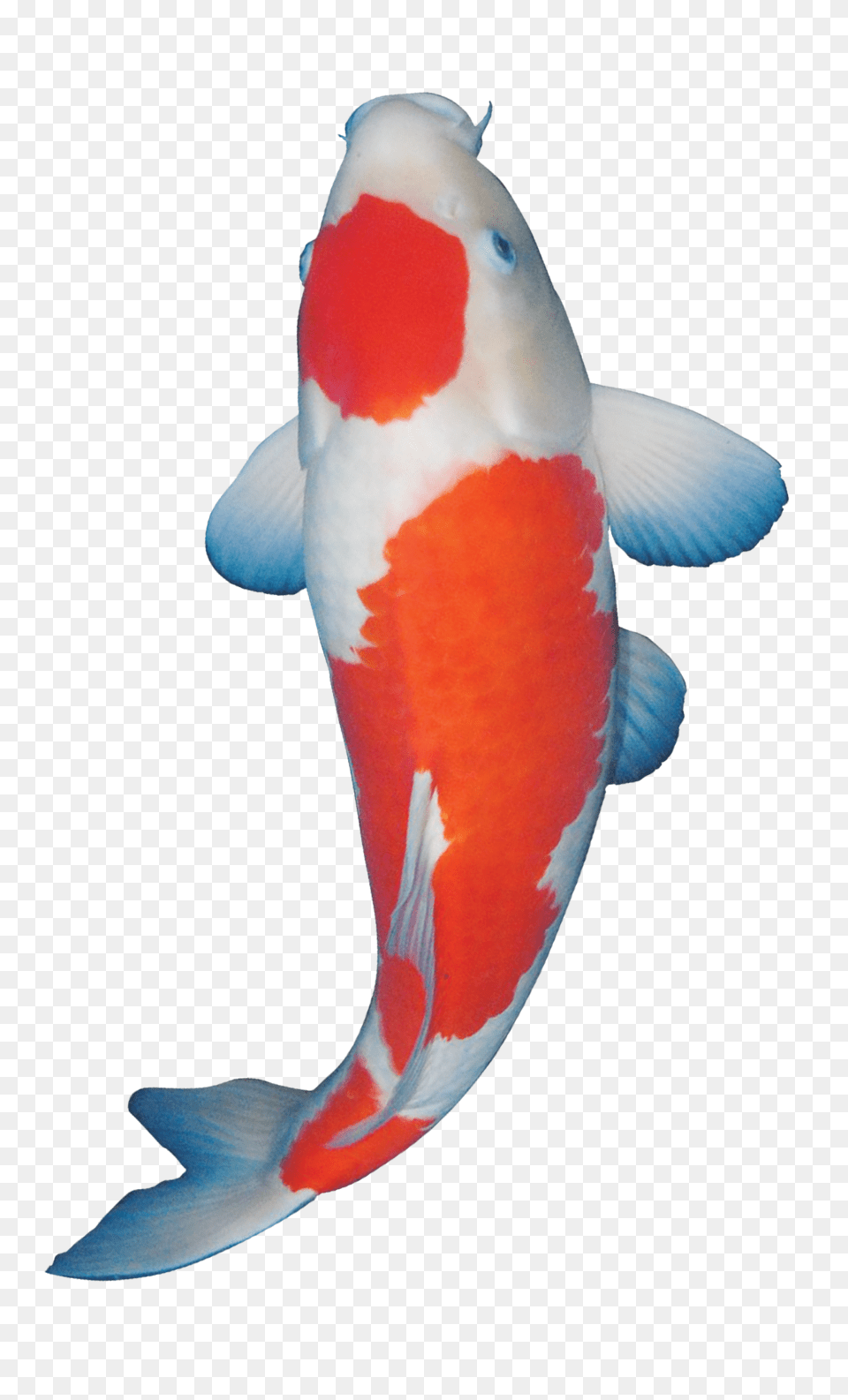 Gambar Gambar Koi, Animal, Carp, Fish, Sea Life Png Image