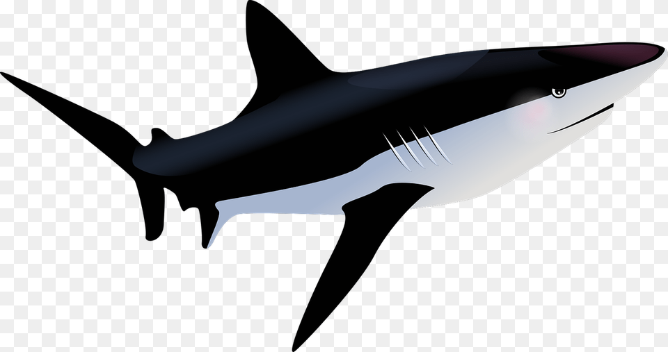 Gambar Ikan Hiu Background Putih, Animal, Sea Life, Blade, Dagger Free Png