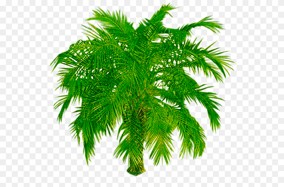 Gambar Pohon Palem Tampak Atas, Leaf, Palm Tree, Plant, Tree Free Png