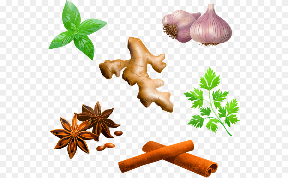 Gambar Rempah Rempah Kartun, Herbs, Plant, Herbal, Food Png Image