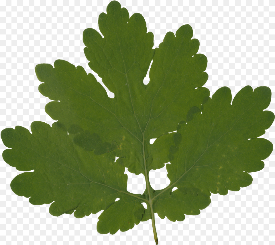 Gambel Oak, Herbs, Leaf, Plant, Parsley Free Png Download