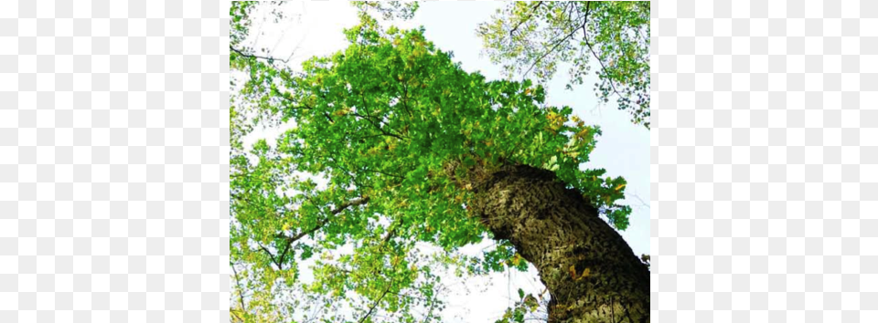 Gambel Oak, Land, Vegetation, Tree Trunk, Tree Free Png Download