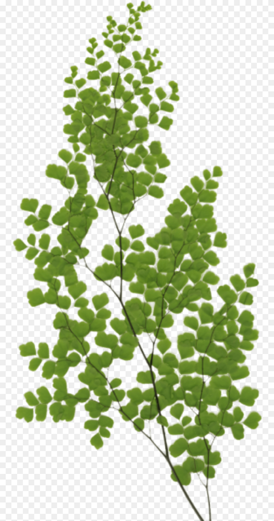Gambel Oak, Leaf, Plant, Fern, Green Png