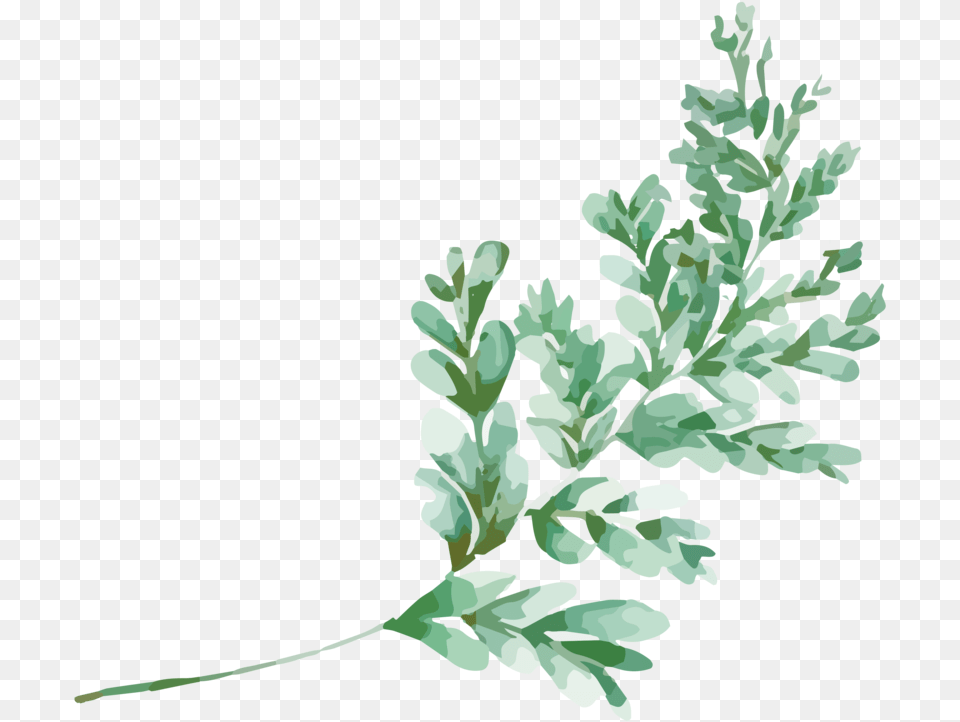 Gambel Oak, Herbal, Herbs, Leaf, Plant Png