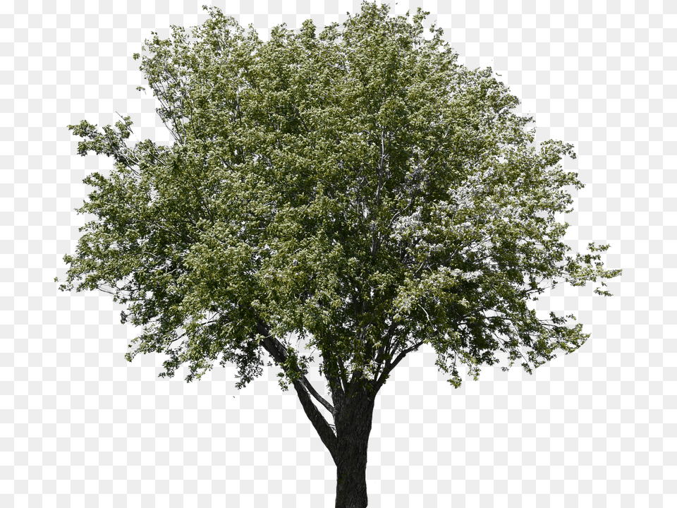 Gambel Oak, Plant, Tree, Tree Trunk, Maple Png