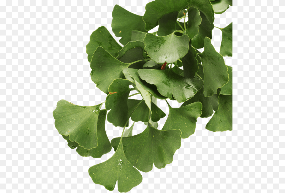 Gambel Oak, Leaf, Plant, Herbal, Herbs Free Transparent Png