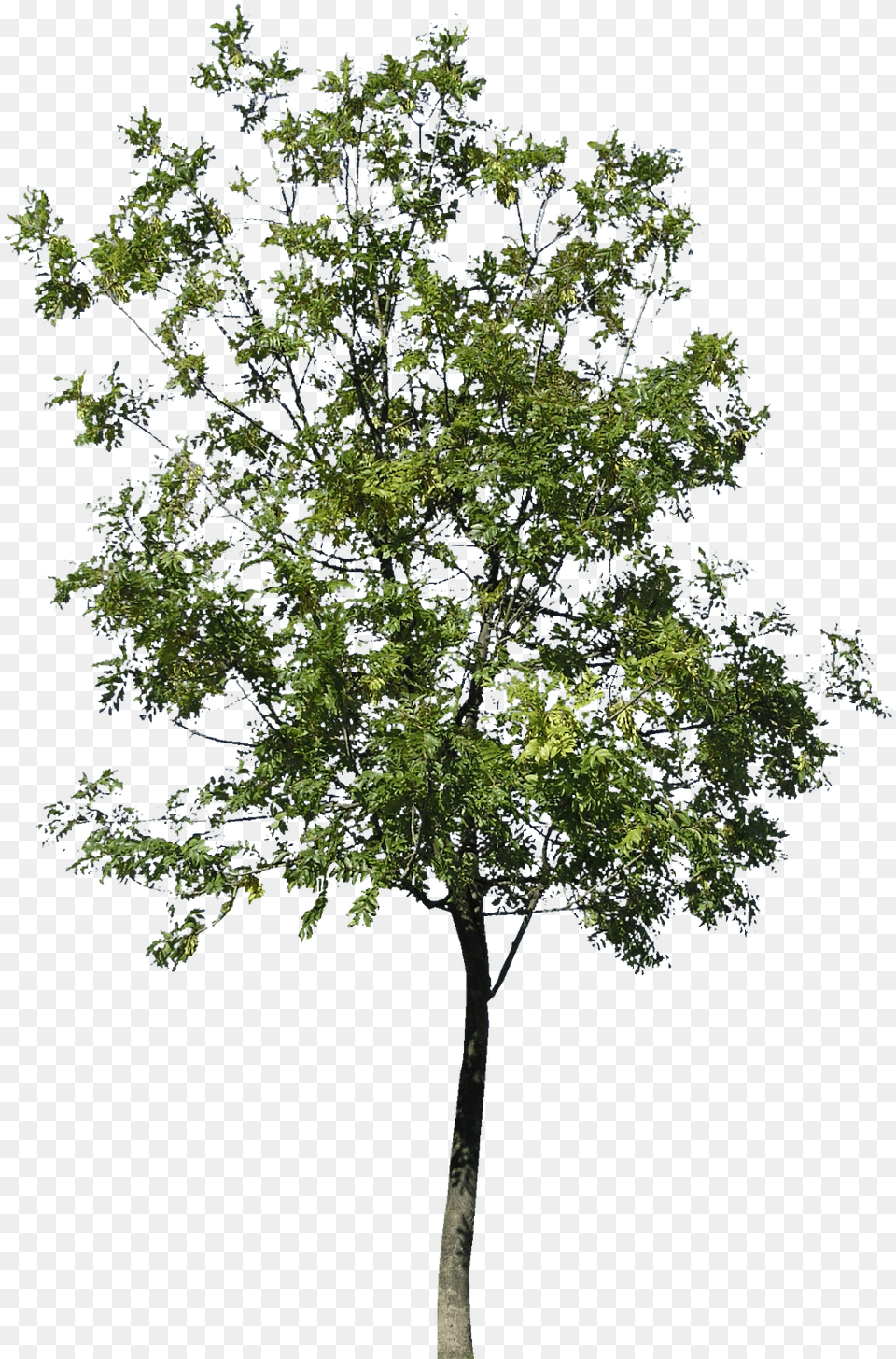 Gambel Oak, Plant, Sycamore, Tree, Tree Trunk Png Image