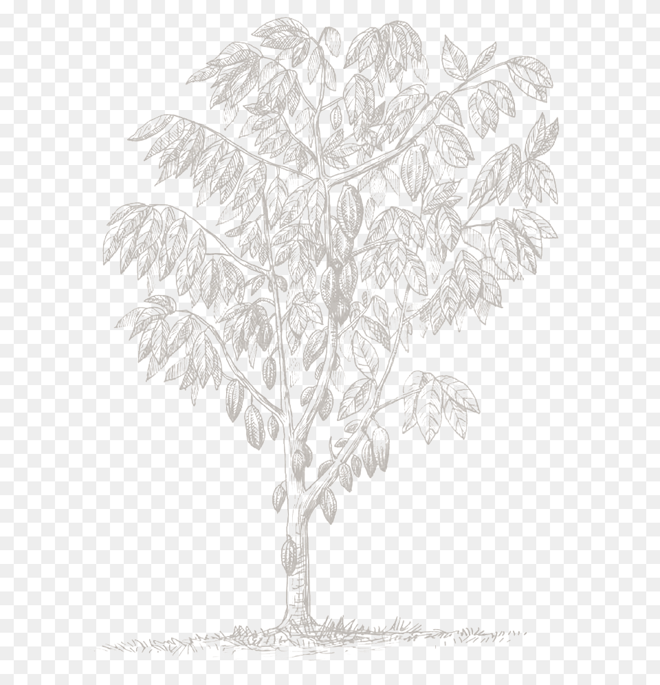 Gambel Oak, Weather, Outdoors, Nature, Ice Free Png Download