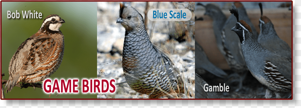 Game Bird Header 1 Quail, Animal, Partridge Free Png Download