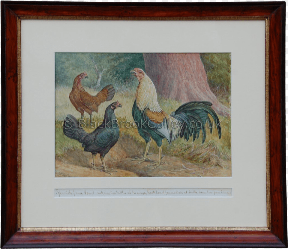 Game Fowl Trio Herbert Atkinson Paintings Goat, Animal, Bird, Chicken, Poultry Free Png Download