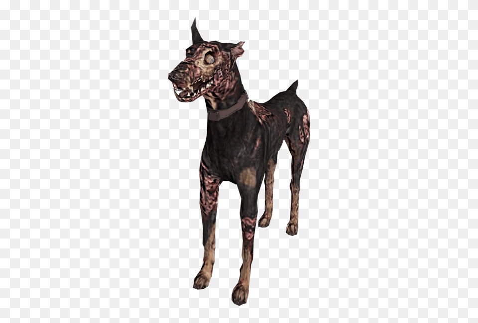 Gamecube, Animal, Canine, Dog, Mammal Free Transparent Png