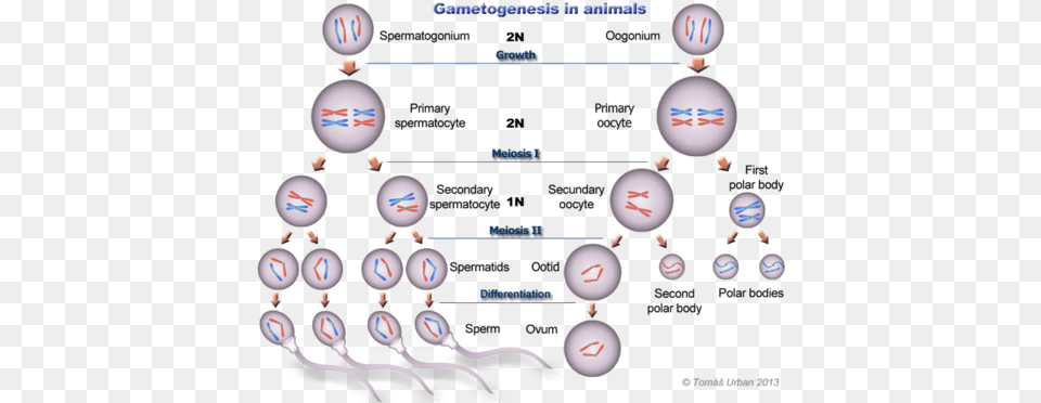 Gametogenesis Flashcards Quizlet Gametogenesis In Animals, Sphere, Baby, Person Free Png