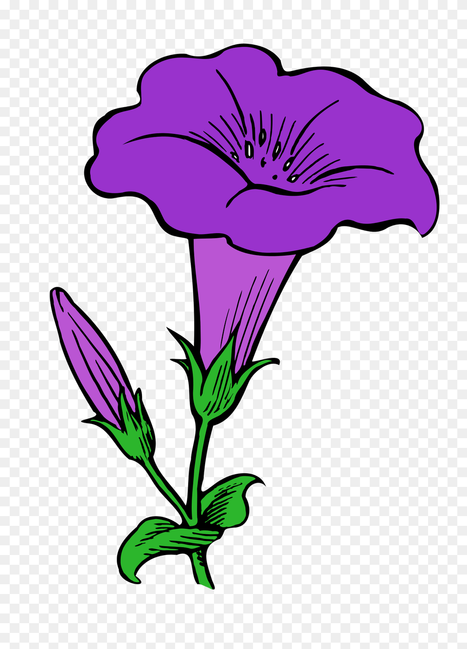 Gamopetalous, Flower, Plant, Purple, Petal Png