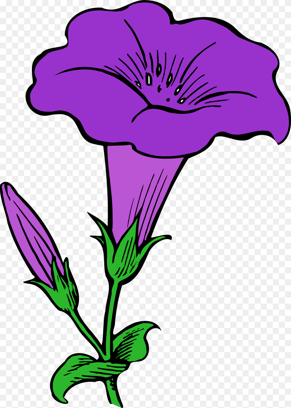 Gamopetalous Clipart, Flower, Plant, Purple, Geranium Free Png Download