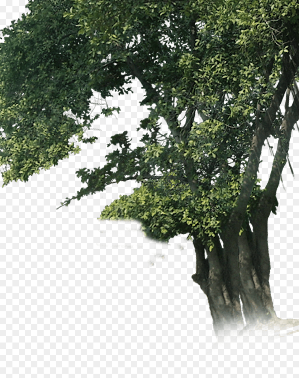 Ganesh Chaturthi Special Editing In Picsart Ganpati Woodland, Plant, Tree, Tree Trunk, Oak Png Image