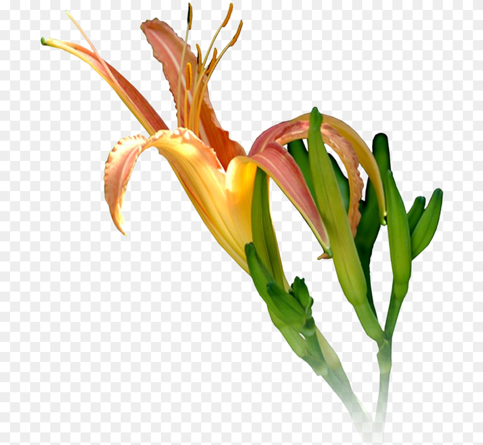 Ganesh High Resolution Lily, Flower, Plant, Anther Png Image