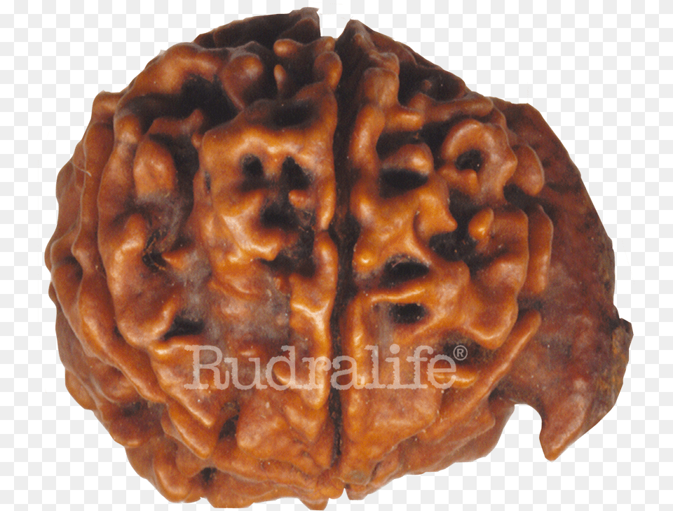 Ganesh Rudraksha Rudraksha Ganesh Rudraksha, Food, Nut, Plant, Produce Free Png Download
