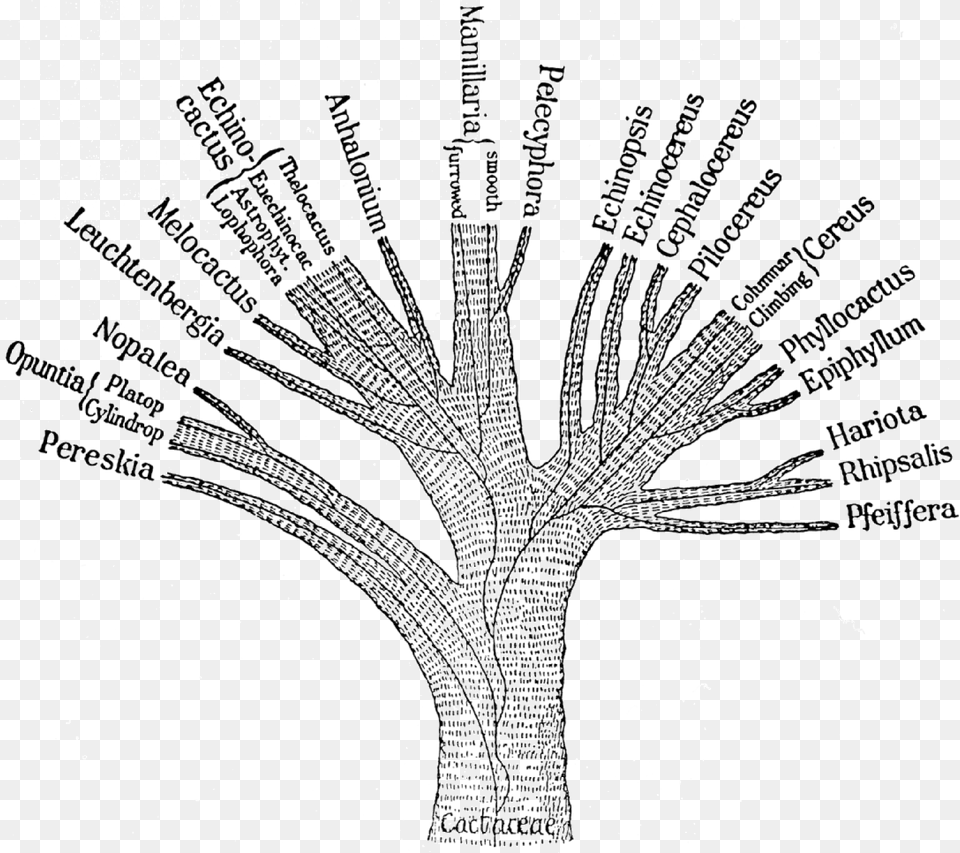 Ganong Cactaceae Phylogenetic Tree 1898 Taxonomy Tree, Art, Chart, Diagram, Plan Free Transparent Png