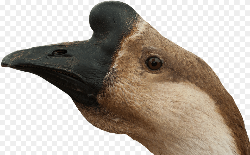 Ganso Cabeza Goose Head, Animal, Beak, Bird, Waterfowl Png Image