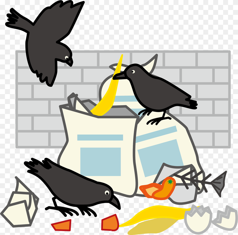 Garbage Dump Crow Clipart, Animal, Bird, Blackbird Free Transparent Png