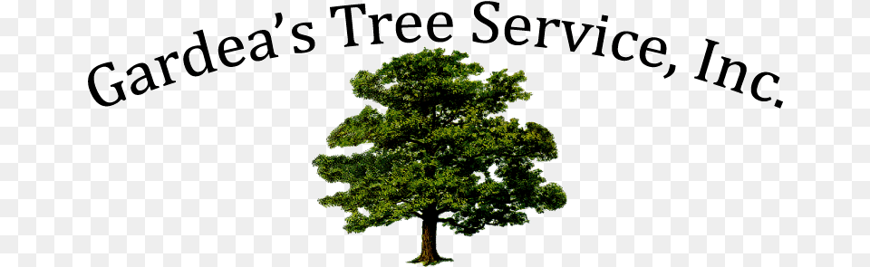 Gardea Tree Service Mighty Oaks Little Acorns Grow, Oak, Pine, Plant, Sycamore Png Image