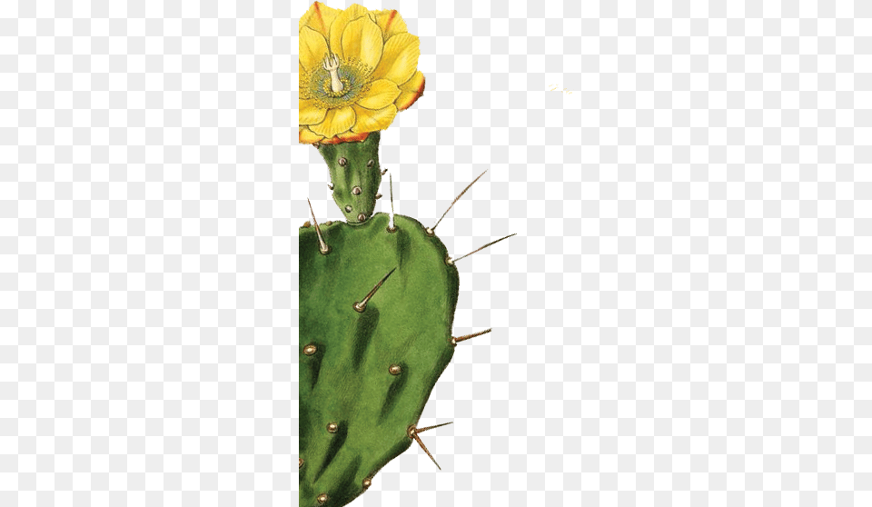 Garden 0001s 0001 Layer 6 Giclee Painting Drake39s One Spined Opuntia Or Drooping, Cactus, Plant Png