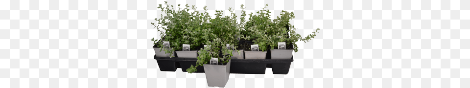 Garden, Herbal, Herbs, Plant, Potted Plant Free Transparent Png