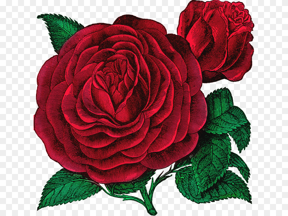 Garden, Flower, Plant, Rose, Dahlia Png Image