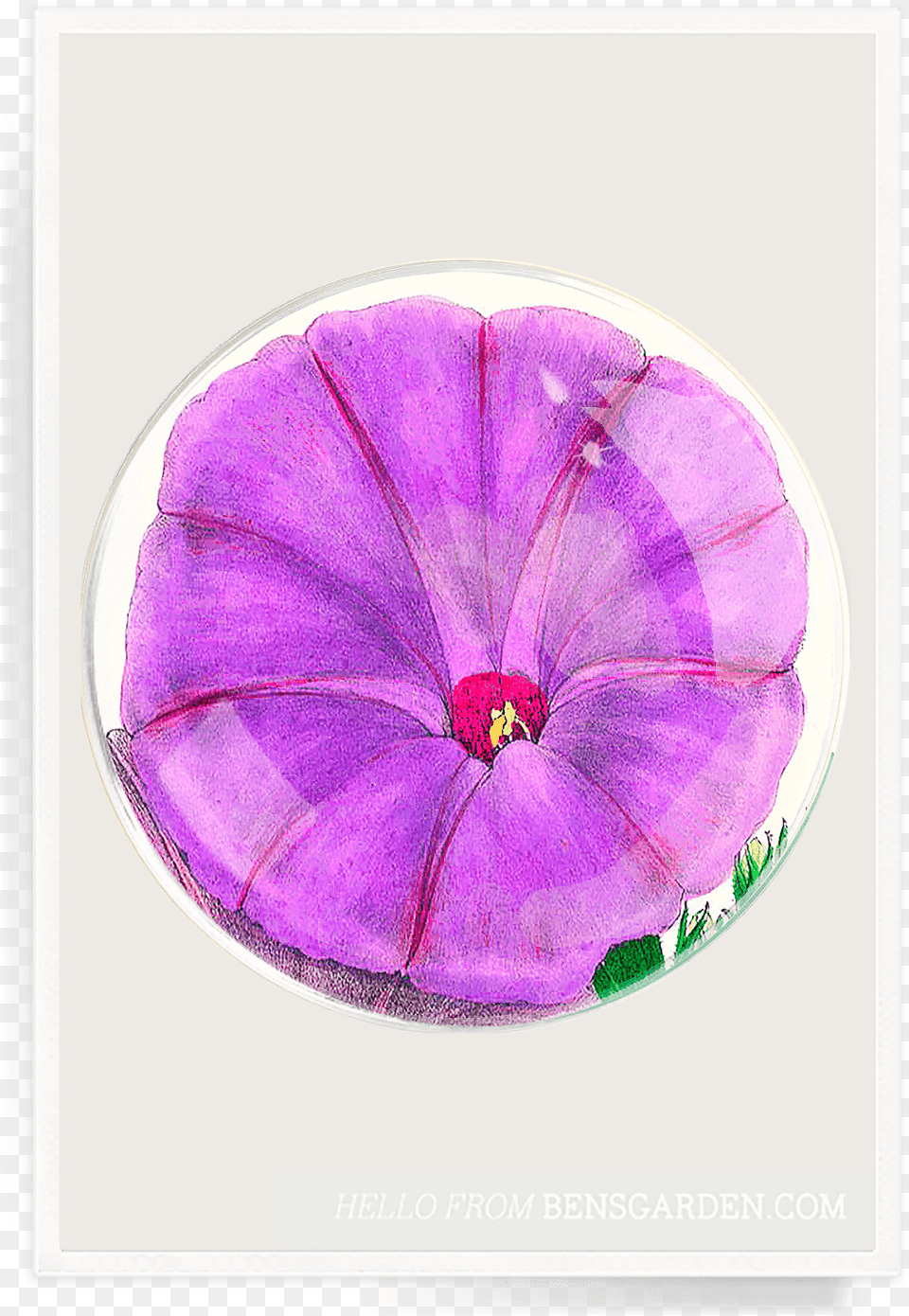 Garden, Flower, Geranium, Petal, Plant Free Transparent Png