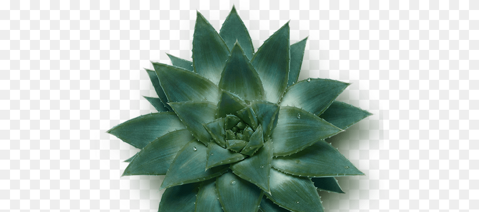 Garden, Plant, Leaf, Aloe Png Image