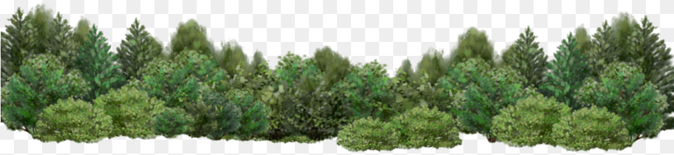 Garden Background For Render, Conifer, Vegetation, Tree, Plant Png