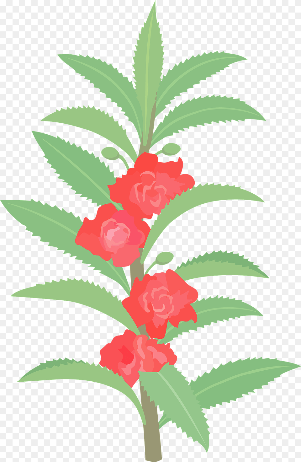 Garden Balsam Touch Me Not Flowers Clipart, Flower, Plant, Leaf, Rose Png Image