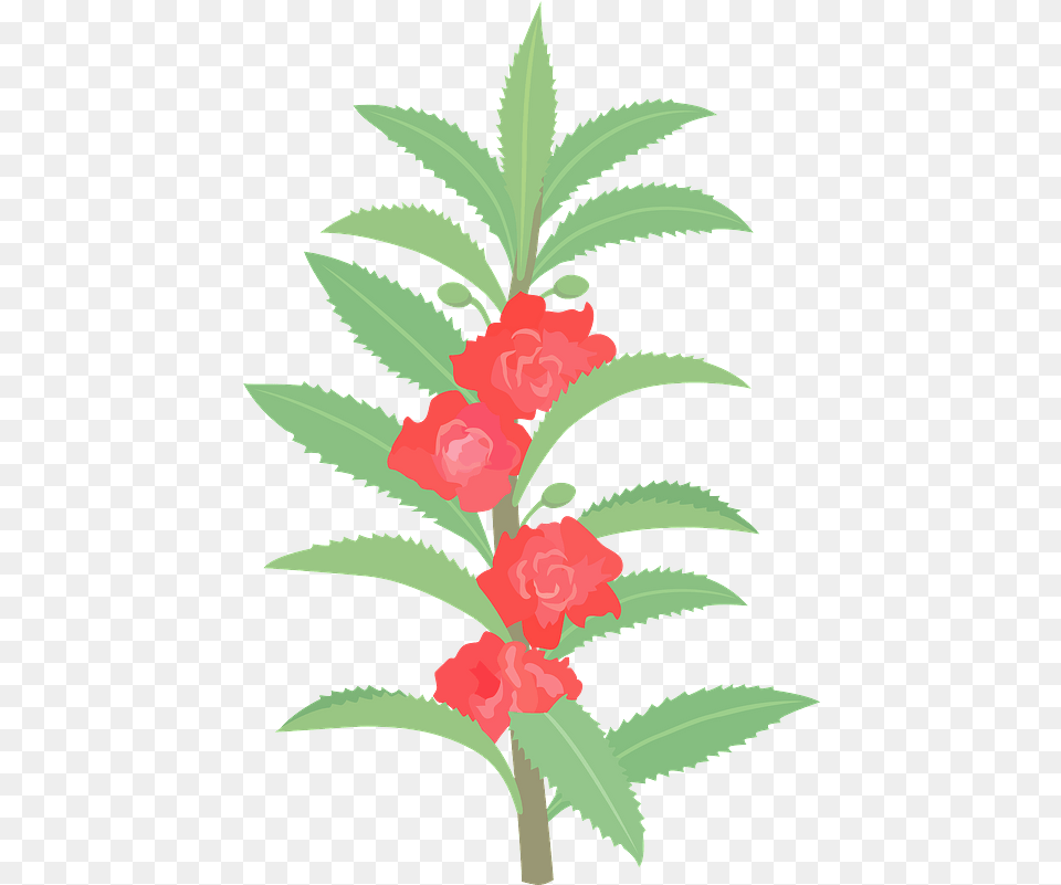 Garden Balsam Touch Me Not Flowers Clipart Download Balsam Flower Clipart, Carnation, Plant, Leaf, Rose Free Png