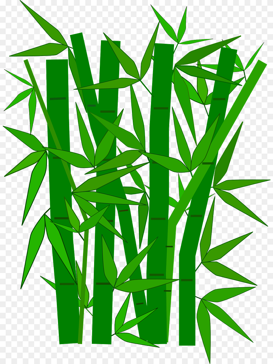 Garden Bamboo Forest Plant Green Leaves Branches Png Image