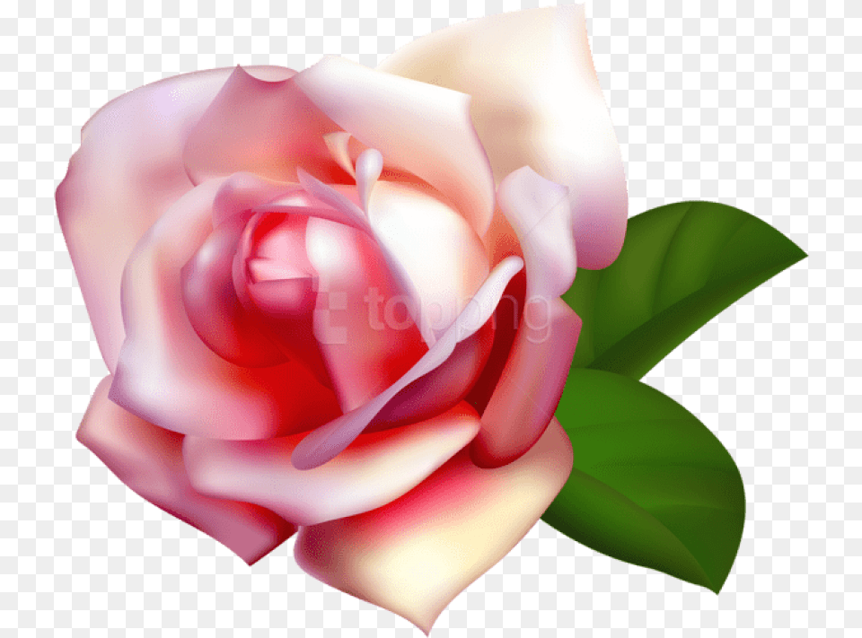 Garden Clipart Background Background Rose Pink, Flower, Plant, Petal Free Transparent Png