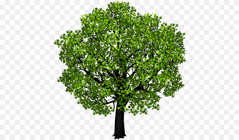 Garden Clipart Trees Tree Clipart Background, Green, Oak, Plant, Sycamore Free Transparent Png