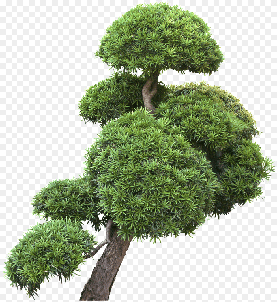 Garden Design Landscape Trees Transparent Decoratives Garden Trees, Moss, Plant, Potted Plant, Tree Png