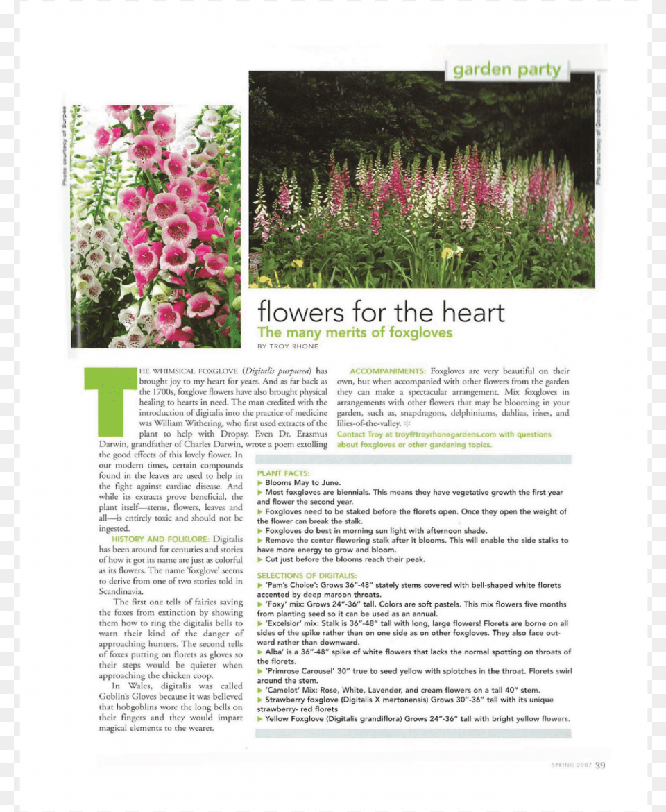 Garden Designer Fox Gloves Orchid, Flower, Plant, Petal, Advertisement Free Png Download