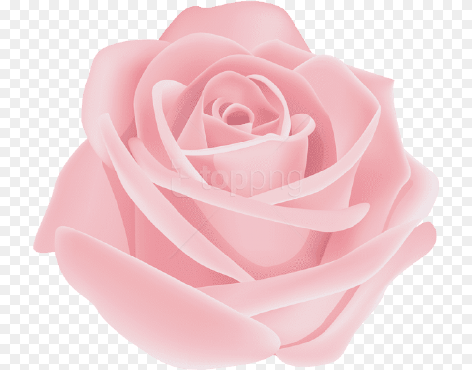 Garden Familyhybrid Tea Roseplantrose Centifoliaflowering Rose Pink Flower, Petal, Plant Free Png Download