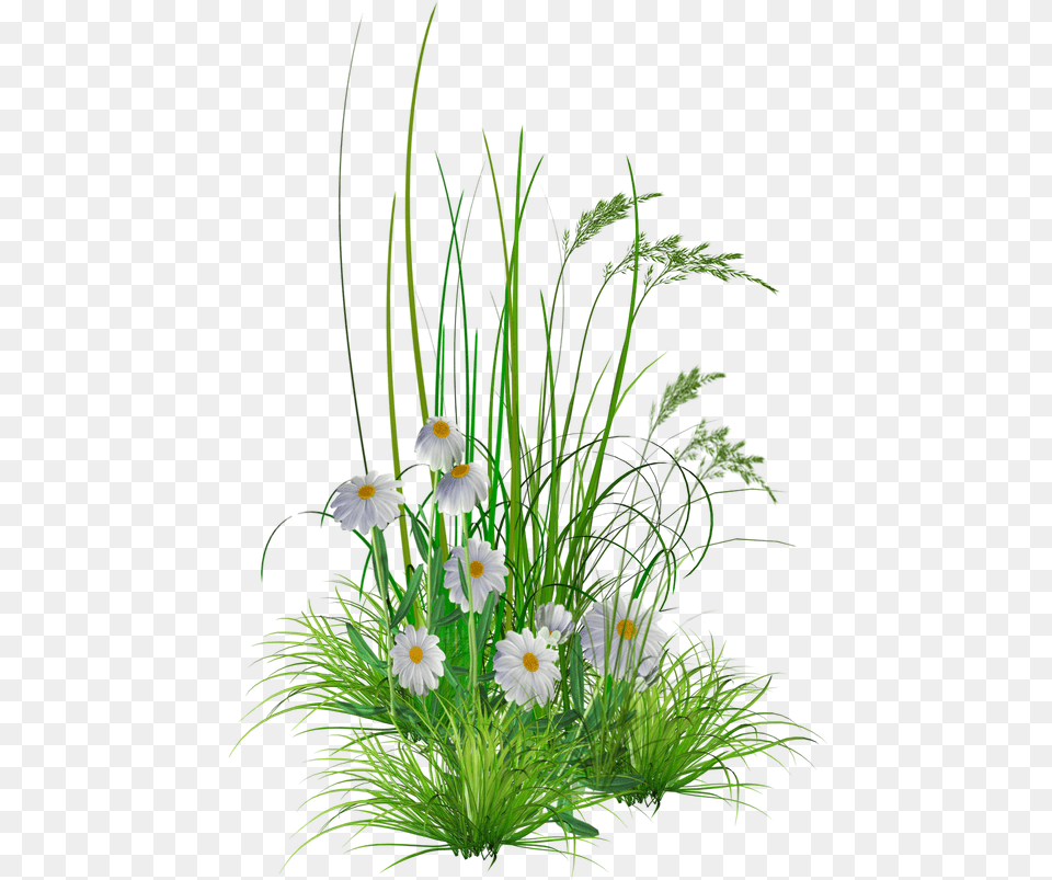 Garden Flowers, Daisy, Flower, Flower Arrangement, Flower Bouquet Free Png