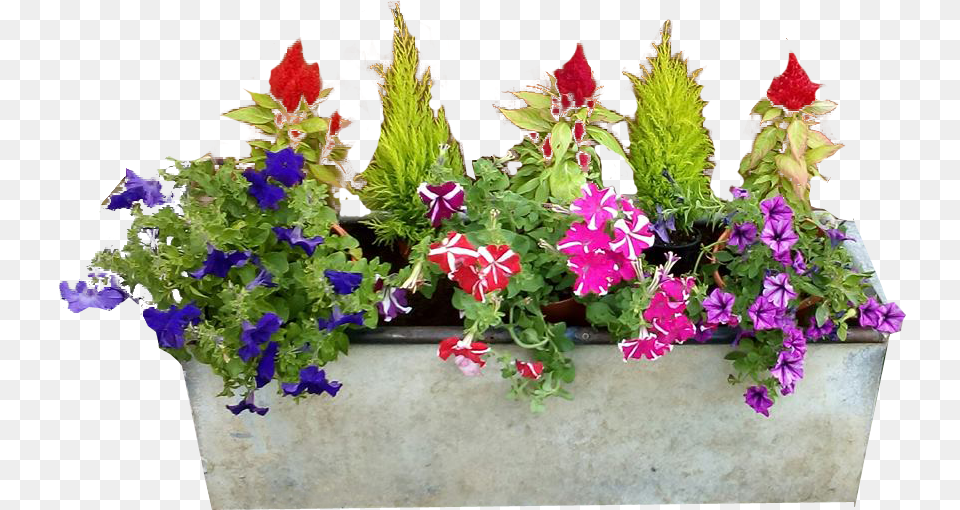 Garden Images Window Flower Box, Pottery, Potted Plant, Planter, Plant Free Png Download