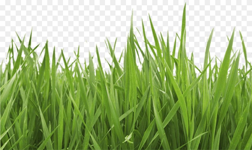 Garden Grass Grass Image White Background, Green, Lawn, Plant, Vegetation Png