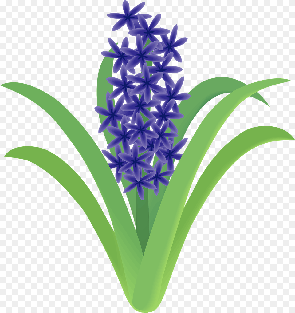 Garden Hyacinth Flower Clipart, Plant Png