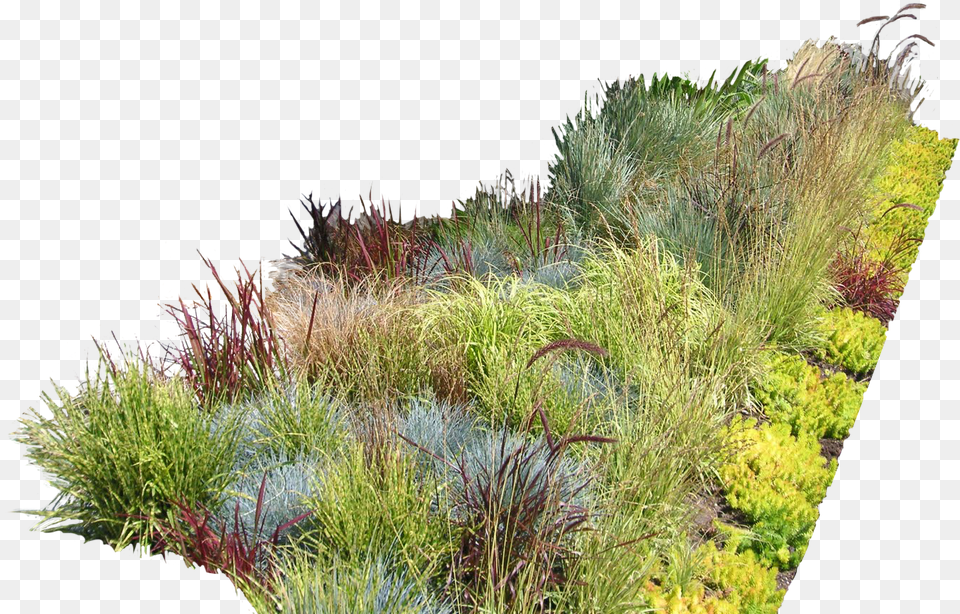 Garden Ideas Garden Design Landscaping Landscape Design Vegetation, Grass, Moss, Plant, Land Free Png