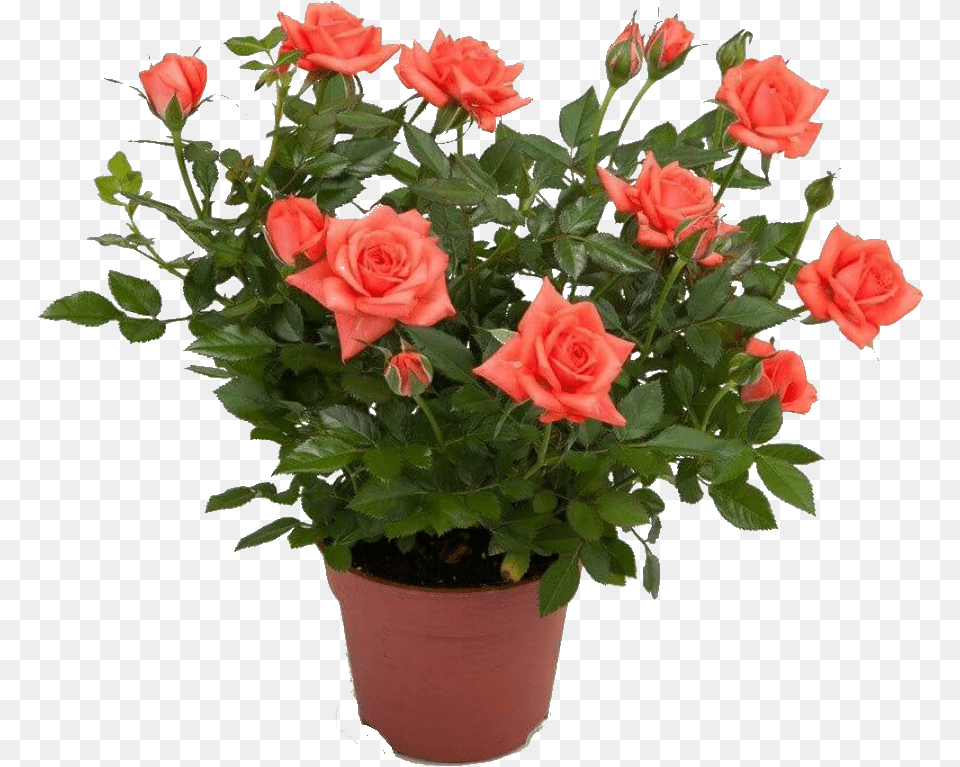 Garden Indoor Plants Planting Flowers Roses In Pot, Flower, Plant, Potted Plant, Rose Png Image