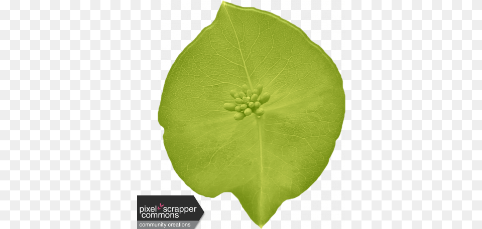Garden Leaf From The Jungle Beach Moonflower, Flower, Petal, Plant, Moss Free Png Download