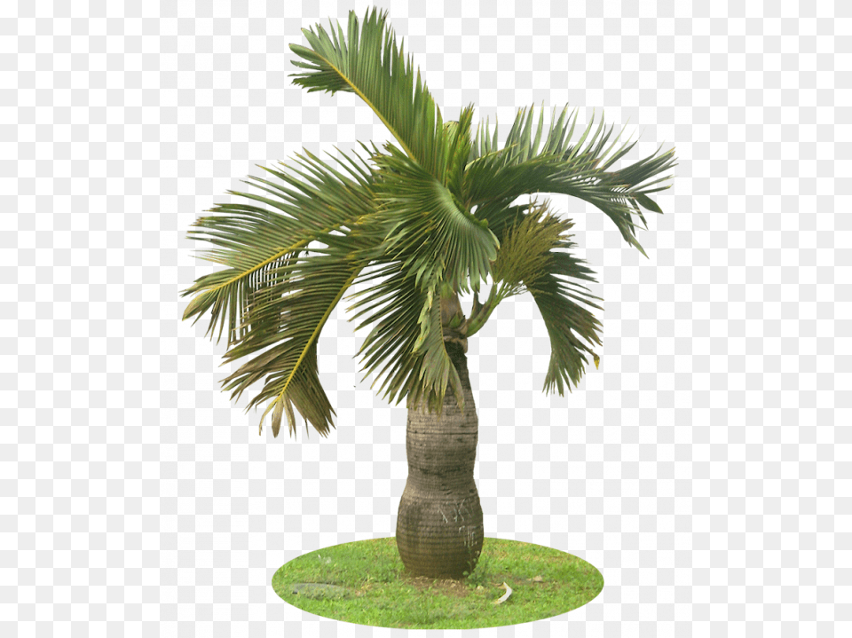 Garden Palm Tree, Palm Tree, Plant Free Png