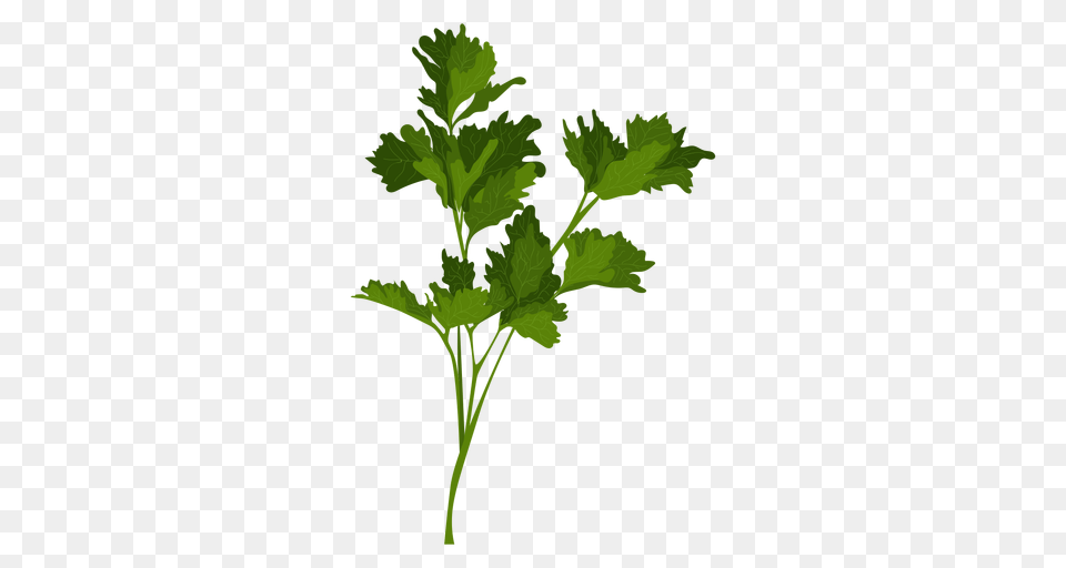 Garden Parsley Herb Illustration, Herbs, Plant Free Png