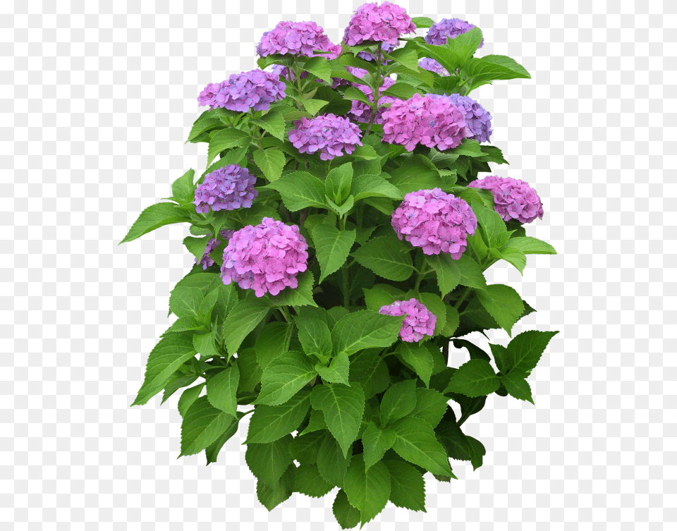 Garden Phlox Flower Plant, Dahlia, Geranium Free Png